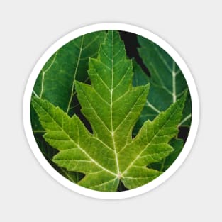 Farewell Green Leaves. Nature Photography Magnet
